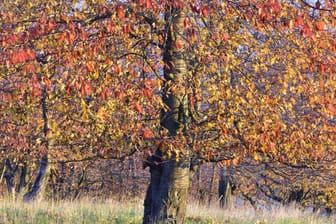 Herbstlaub am Kirschbaum: Färbt es sich bereits im Sommer rötlich, kann es sich um die Sprühfleckenkrankheit handeln.