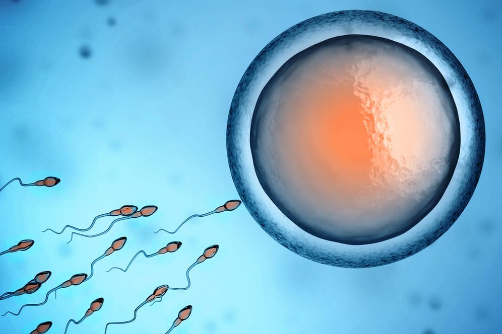 Eizelle und Spermien: Immer mehr Paare sind auf künstliche Befruchtung angewiesen.