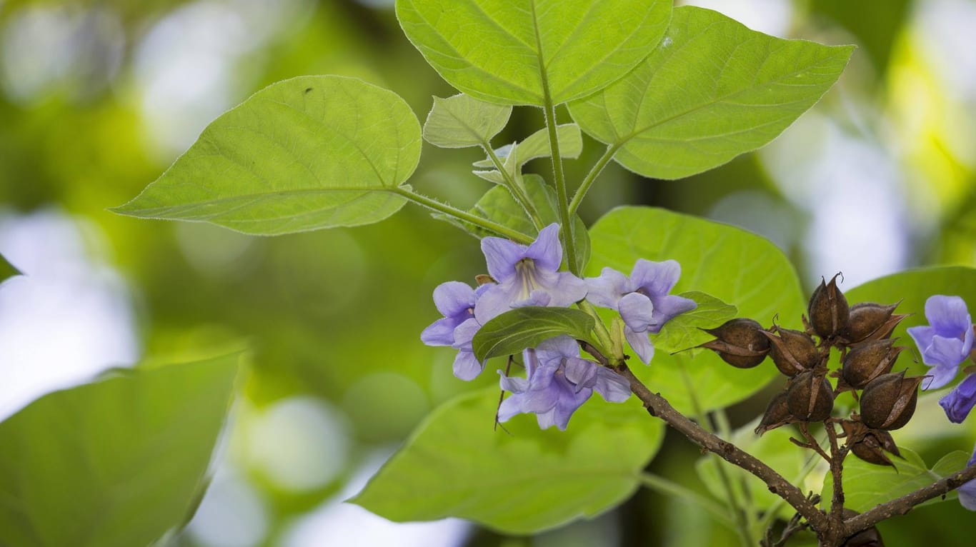Blauglockenbaum (Paulownia tomentosa): Er bildet blau-violette Blütenglocken.