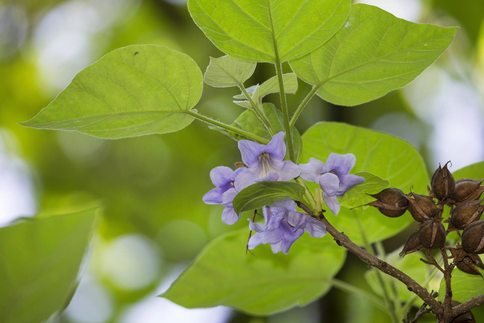 Blauglockenbaum (Paulownia tomentosa): Er bildet blau-violette Blütenglocken.