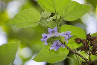 Blauglockenbaum (Paulownia tomentosa): Er bildet blau-violette Blütenglocken.