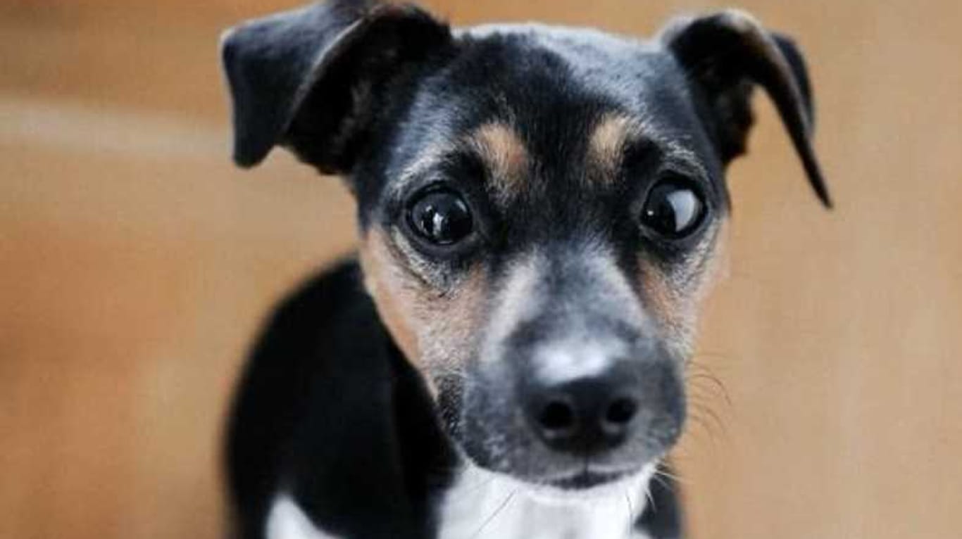Wer hat Oskar gesehen?: Seit dem 9. September ist der Jack Russell Terrier verschwunden.