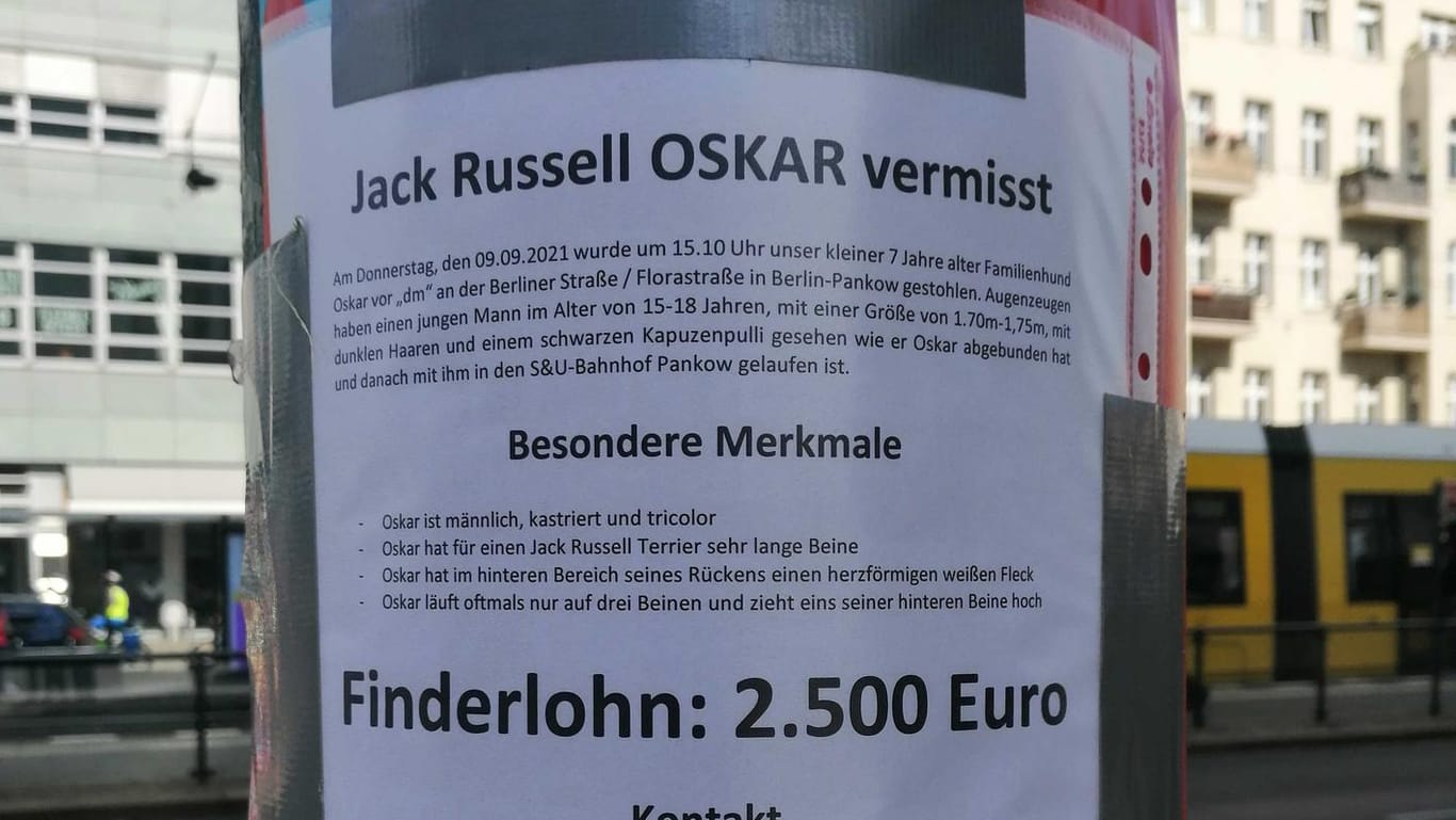 Ein Flyer in der Berliner Torstraße: Die Besitzer haben einen Finderlohn ausgesetzt.
