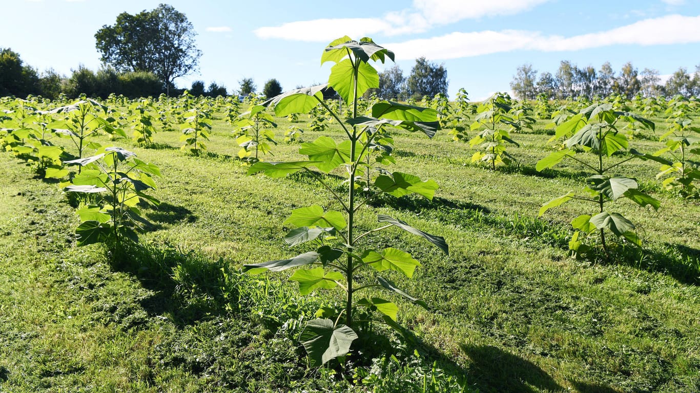 Blauglockenbaum (Paulownia tomentosa): Er wird als Energieholz in Deutschland auf Plantagen angebaut.
