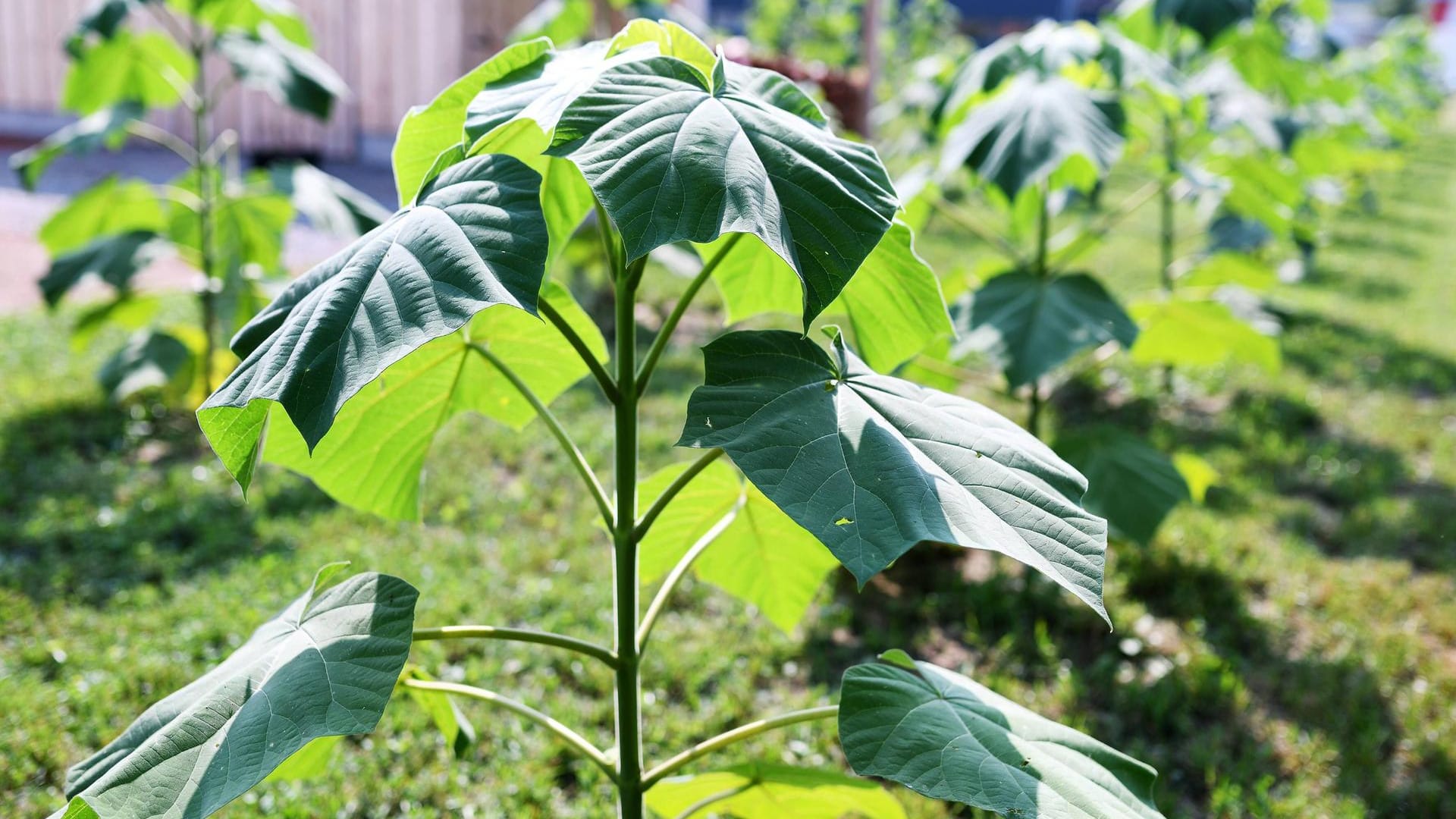 Blauglockenbaum (Paulownia tomentosa): In jungen Jahren wächst er rasant.