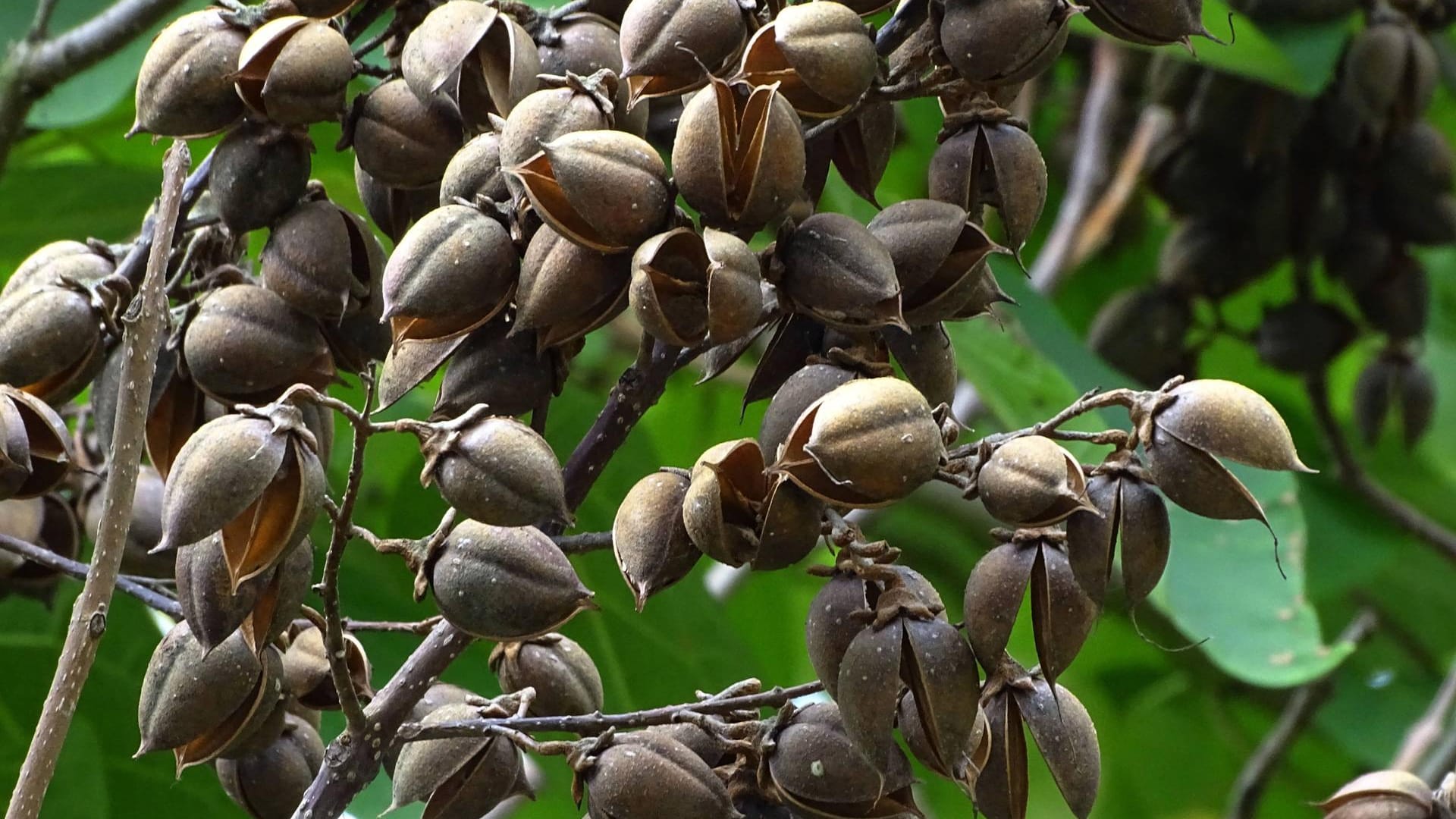 Blauglockenbaum (Paulownia tomentosa): Nach der Blüte bildet er walnussgroße Früchte.