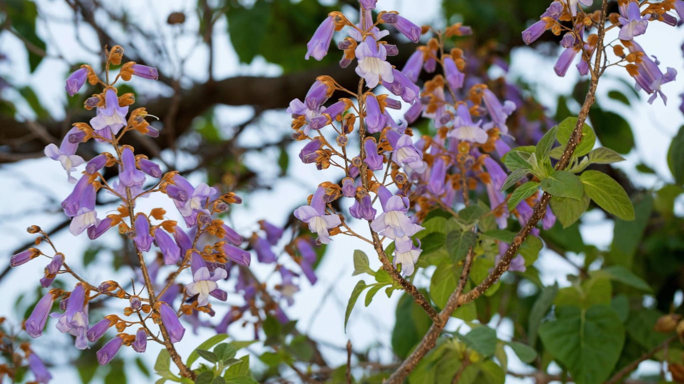 Blauglockenbaum (Paulownia tomentosa): Im April und Mai blüht er üppig.