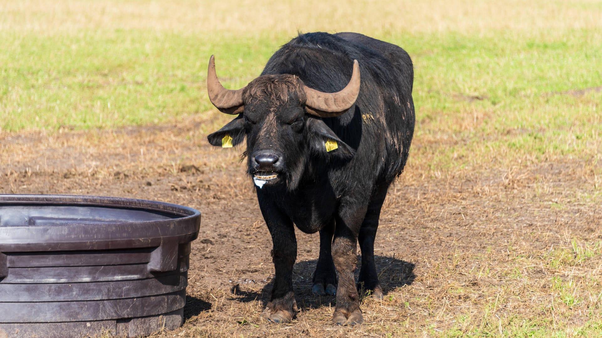 Ein Bulle auf einer Weide: In Schleswig-Holstein hat ein Bulle einen Landwirt tödlich verletzt.