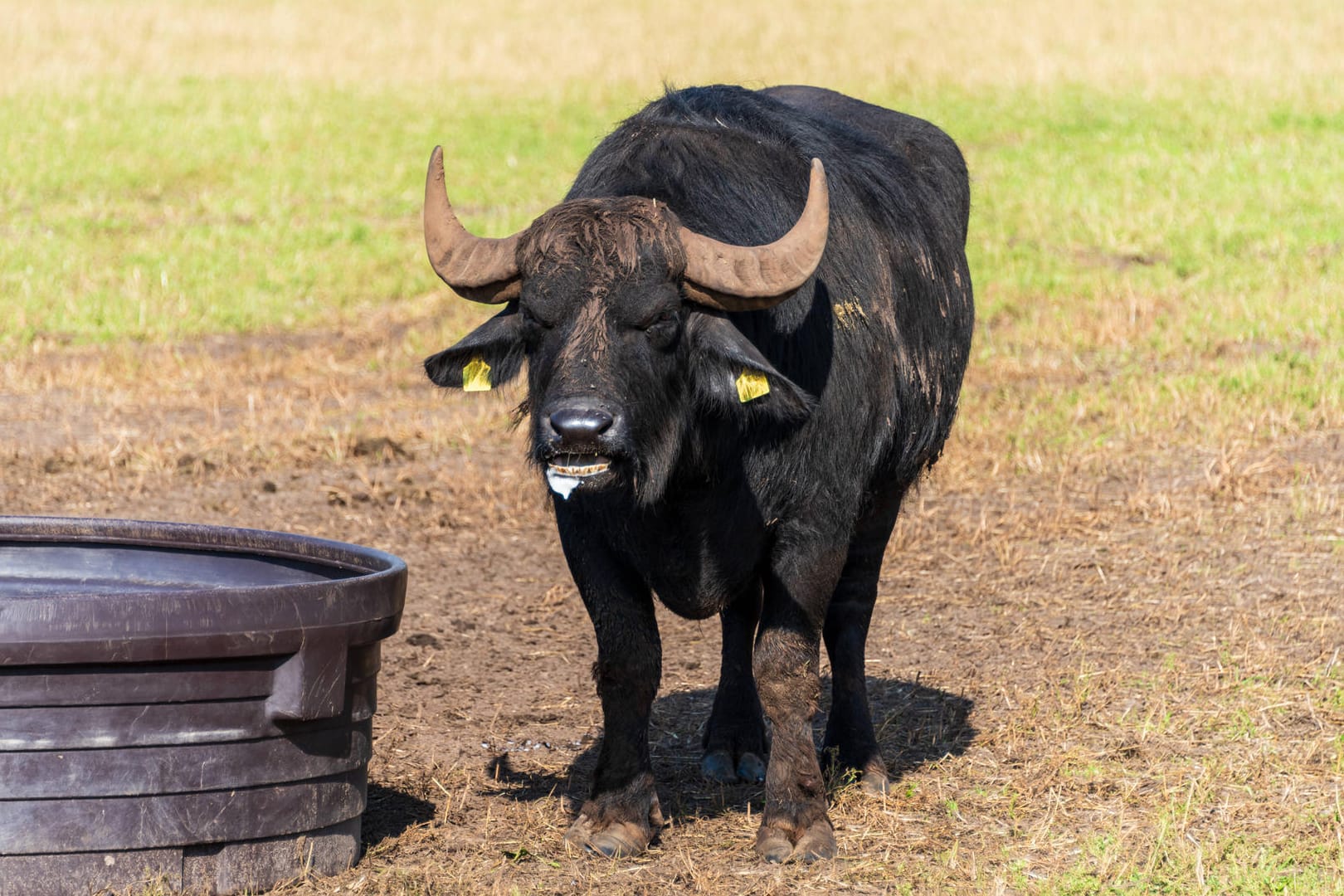 Ein Bulle auf einer Weide: In Schleswig-Holstein hat ein Bulle einen Landwirt tödlich verletzt.