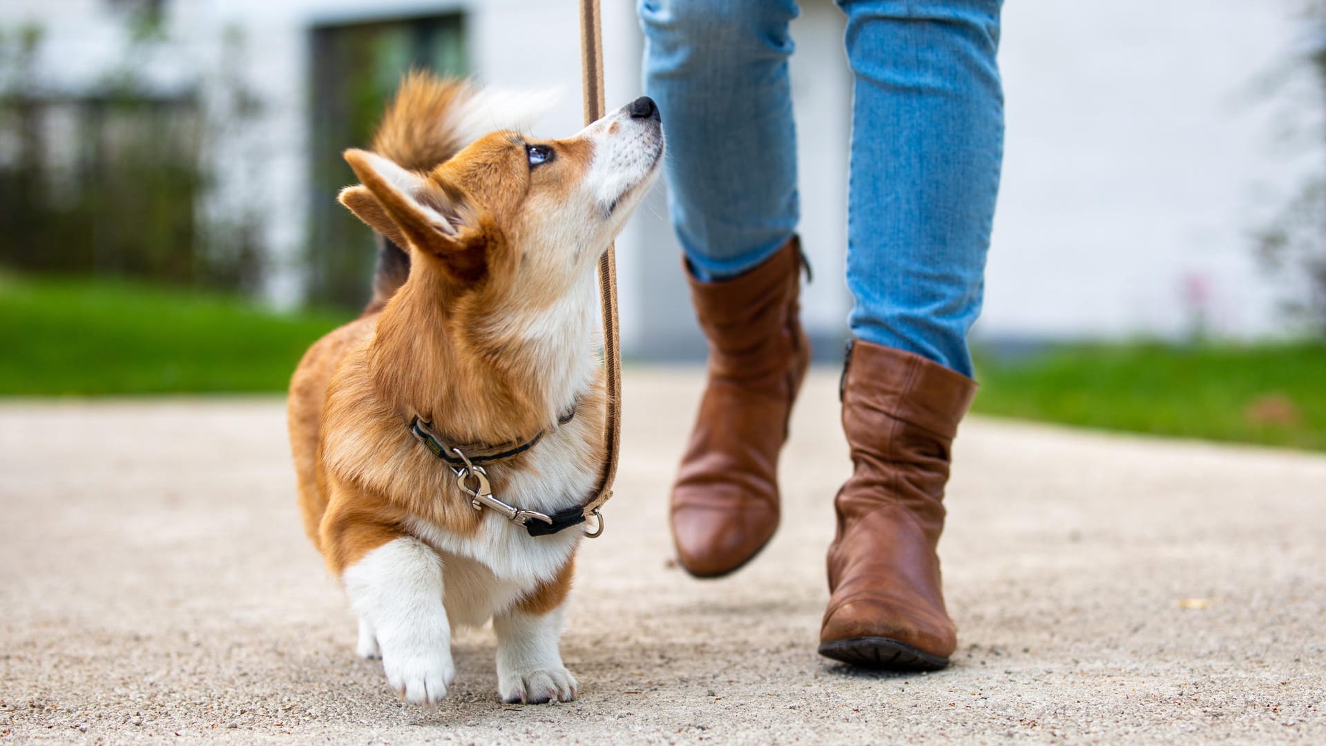 Hundesteuer in Deutschland: Das Statistische Bundesamt hat aktuelle Zahlen veröffentlicht.