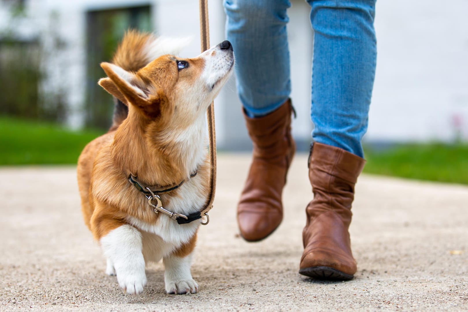 Hundesteuer in Deutschland: Das Statistische Bundesamt hat aktuelle Zahlen veröffentlicht.