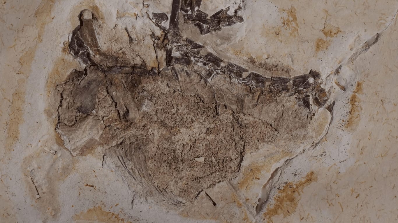 Platte des Fossils Ubirajara jubatus: Seit Jahrzehnten befindet sich das Fossil des Sauriers Ubirajara im Naturkundemuseum in Karlsruhe, jetzt wollen die Brasilianer die versteinerten Überreste zurück.