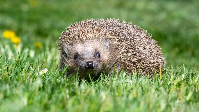 Igel im Garten (Symbolbild): Das Tier machte so laute Geräusche, das Nachbarn es für einen Einbrecher hielten.