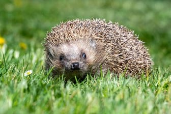 Igel im Garten (Symbolbild): Das Tier machte so laute Geräusche, das Nachbarn es für einen Einbrecher hielten.