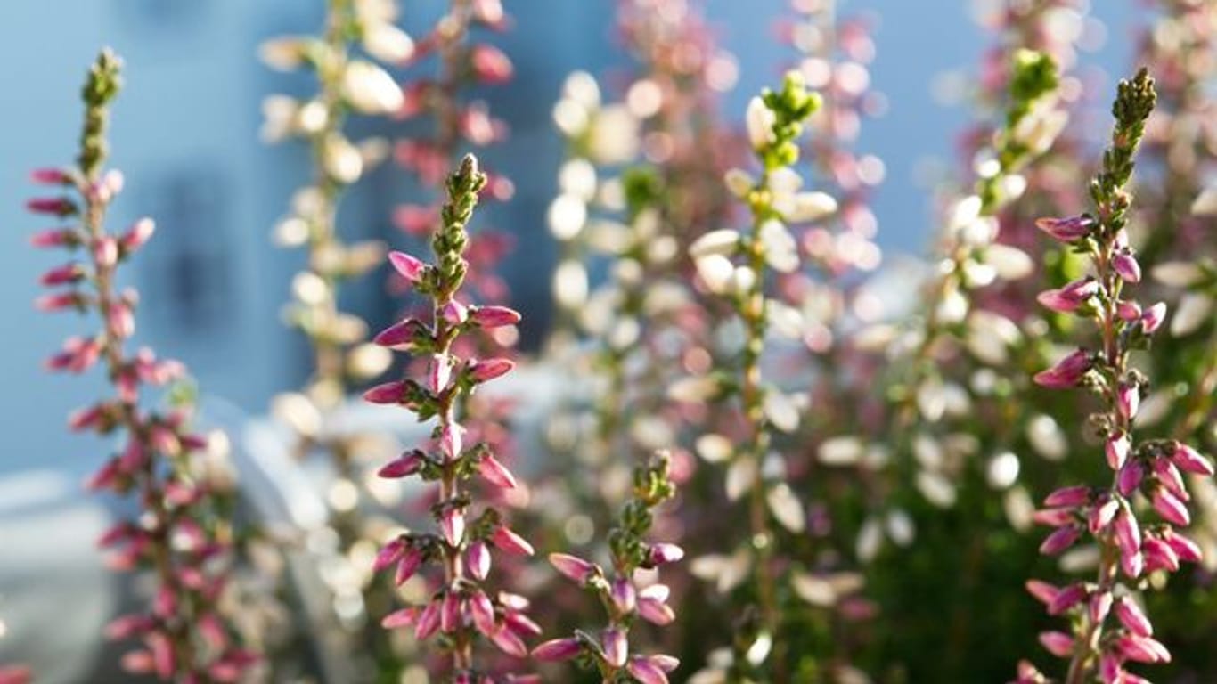 Farbenpracht: Besenheide (Calluna vulgaris) blüht ab August bis in den Dezember hinein.