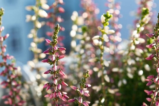 Farbenpracht: Besenheide (Calluna vulgaris) blüht ab August bis in den Dezember hinein.