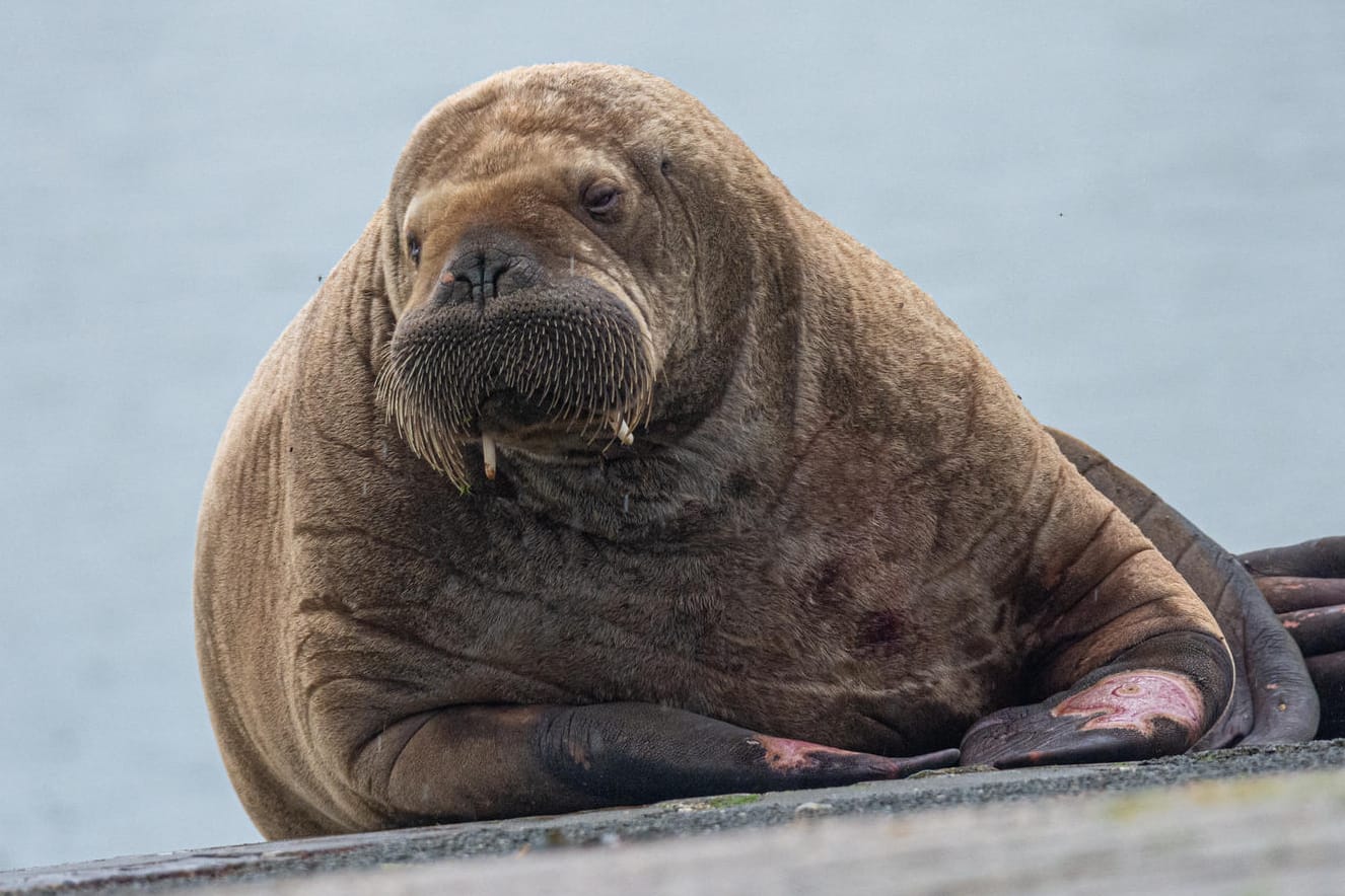 Walross verirrt sich auf deutsche Nordseeinsel