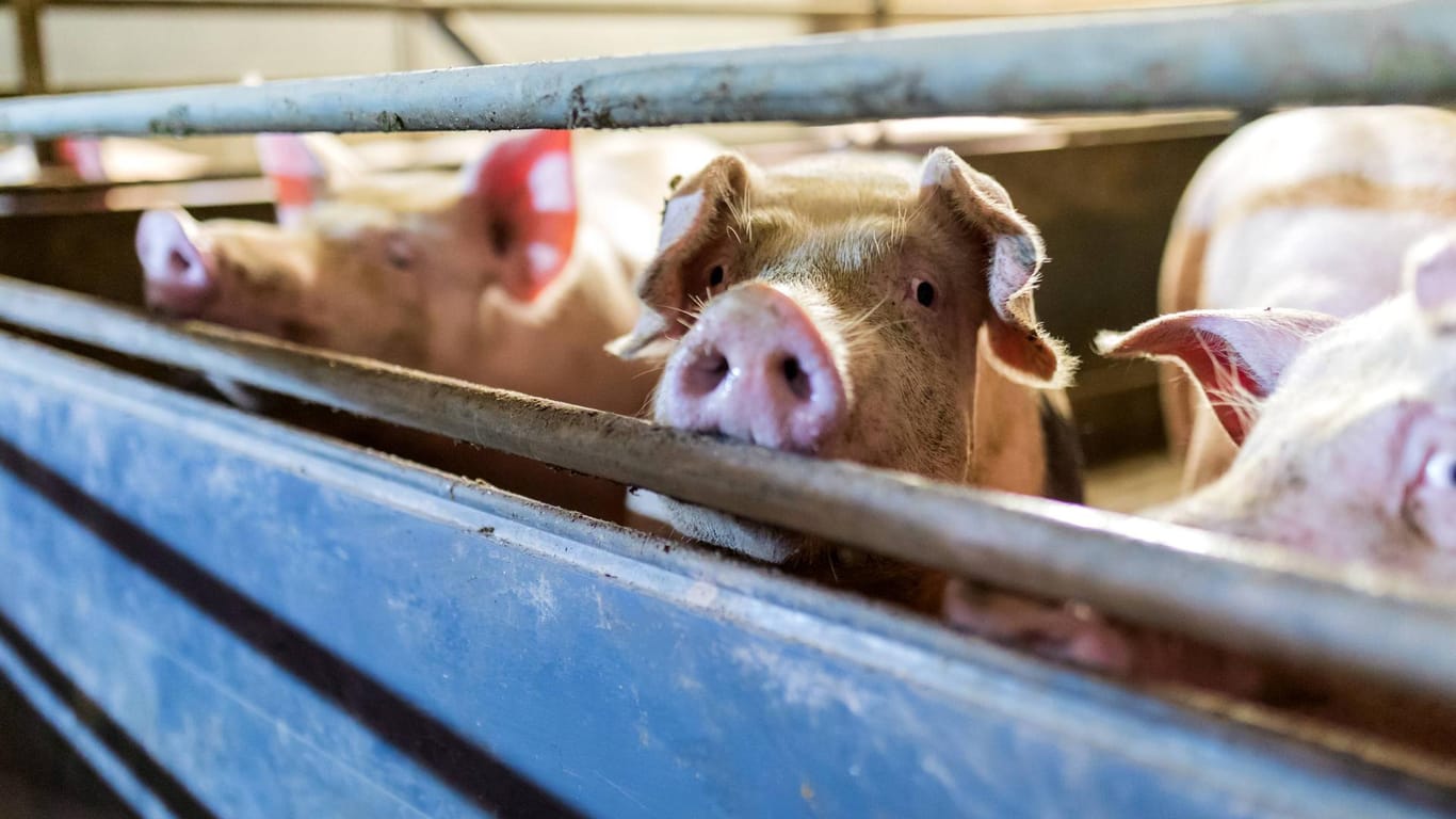 Schweine in einem Mastbetrieb (Archivfoto): Hat ein Landwirt seine Tiere sich selbst überlassen?