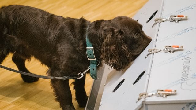 Coronavirus - Corona Spürhunde