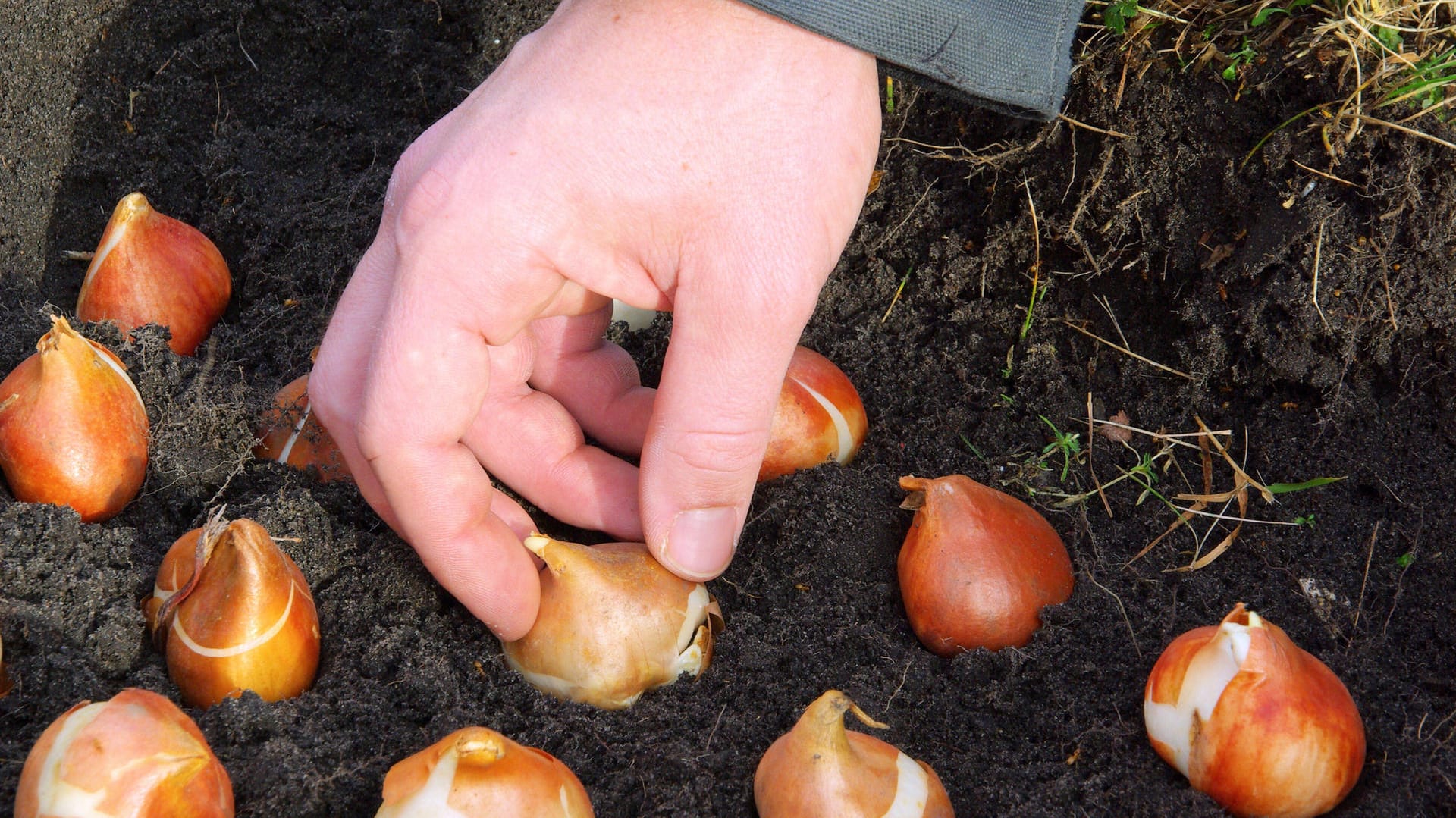 Tulpenzwiebeln: Sie gehören zu den beliebtesten Frühlingsblühern und werden im Herbst gesetzt.