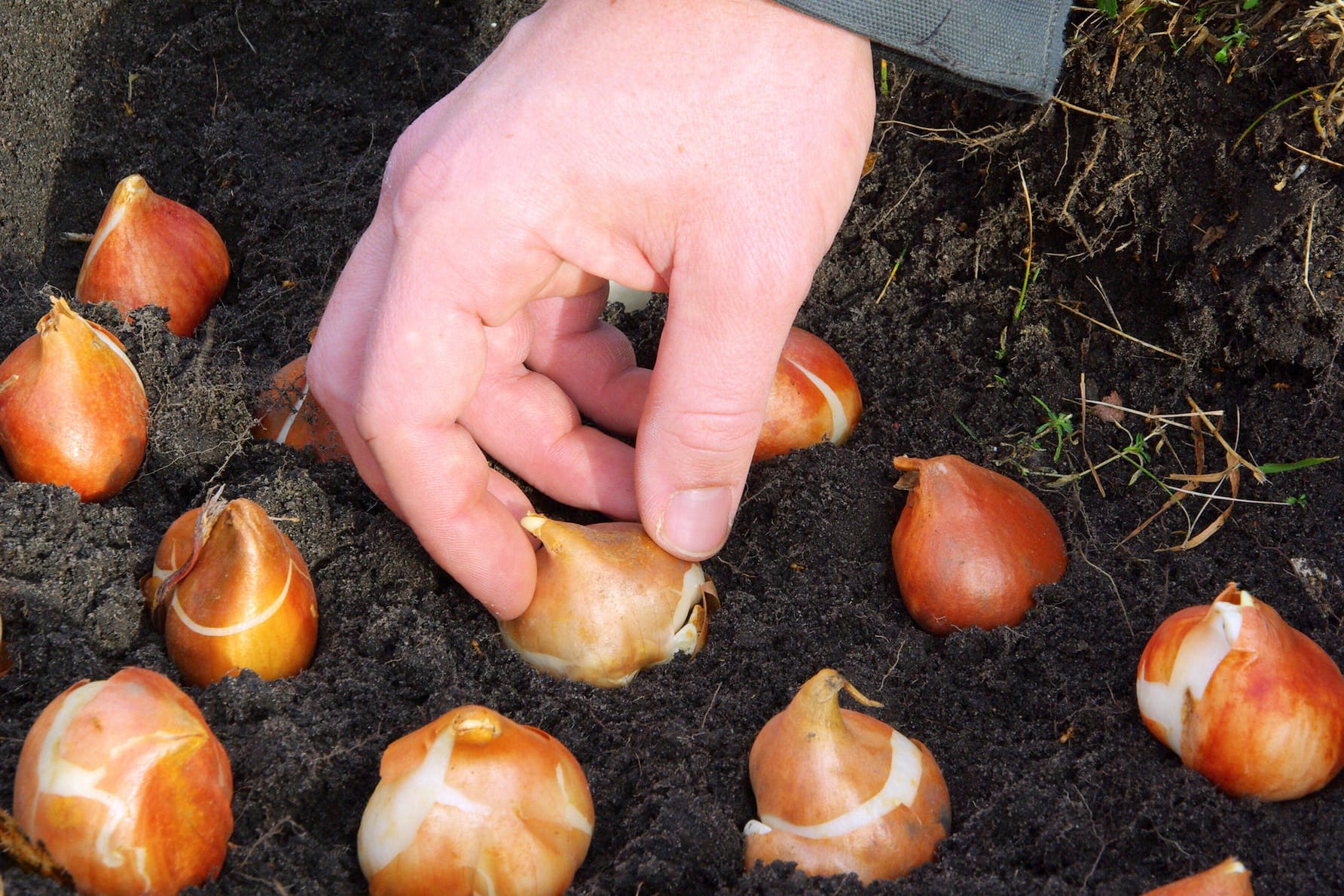 Tulpenzwiebeln: Sie gehören zu den beliebtesten Frühlingsblühern und werden im Herbst gesetzt.