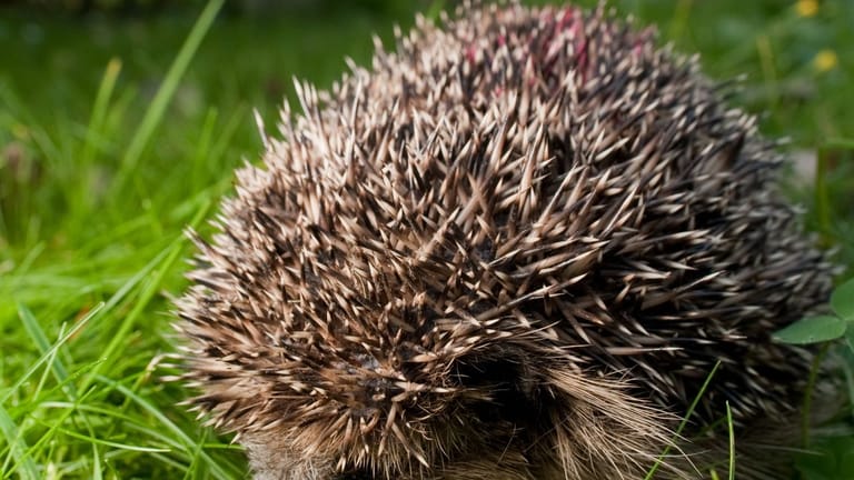 Plädoyer für mehr Unordnung im Garten