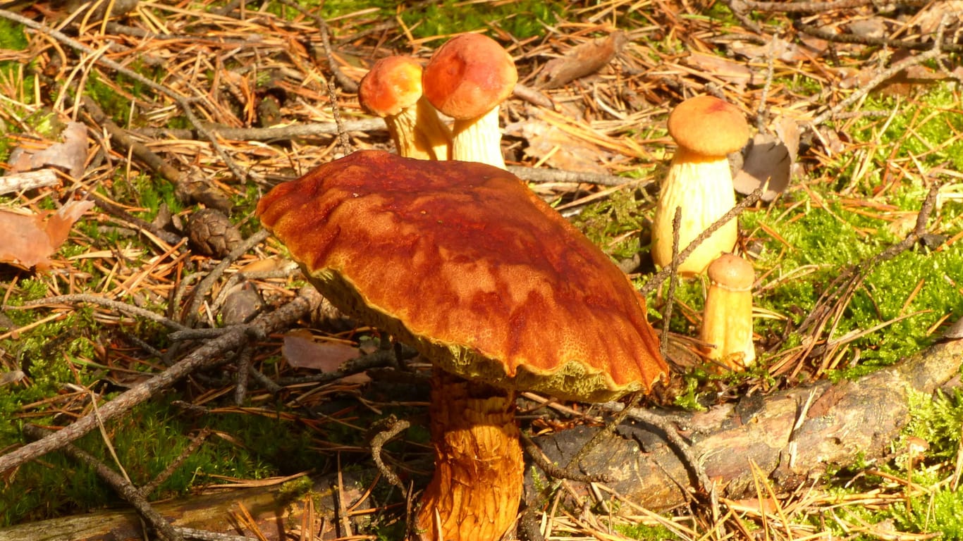 Pilze: Die "Falsche Rotkappe" ist eine aus Nordamerika eingeschleppte Art. Sie breitet sich in Deutschland immer weiter aus, vor allem in der Lausitz.