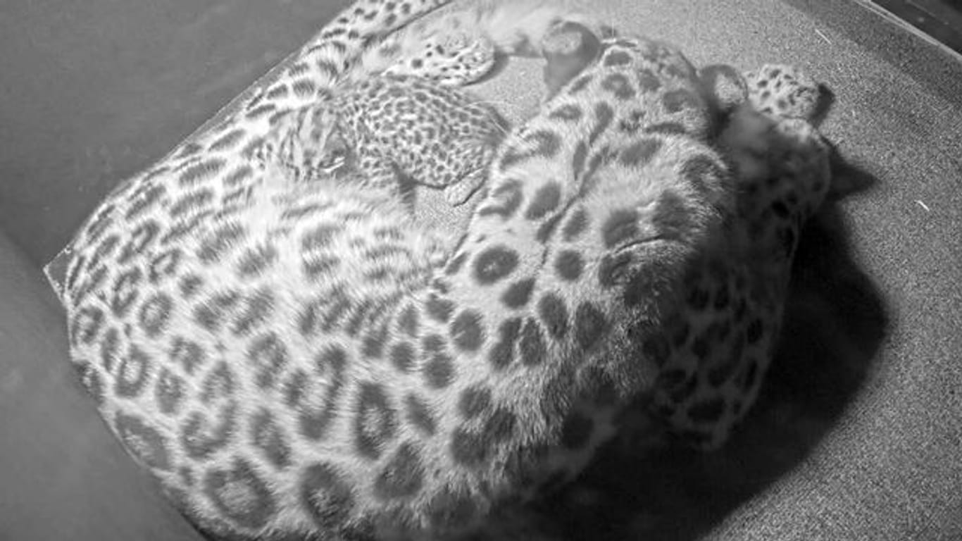 Auf einer Videokamera-Aufnahme des Zoos Leipzig ist Leopardin Mia mit ihrem Nachwuchs zu sehen: Amurleoparden sind stark bedroht.