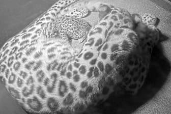 Auf einer Videokamera-Aufnahme des Zoos Leipzig ist Leopardin Mia mit ihrem Nachwuchs zu sehen: Amurleoparden sind stark bedroht.