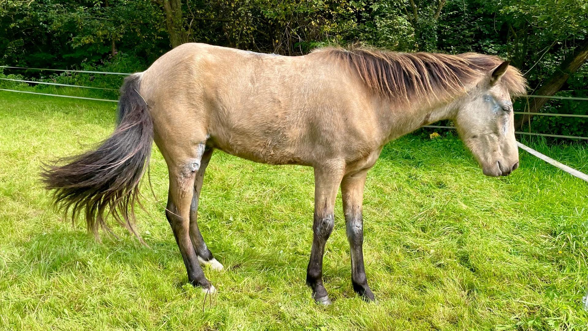 Der zweijährige Wallach aus Moitzfeld einen Tag nach dem Unfall: Das Pferd ist durch ein Dach gebrochen. Der zweijährige Wallach aus Moitzfeld einen Tag nach dem Unfall: Das Pferd ist durch ein Dach gebrochen.