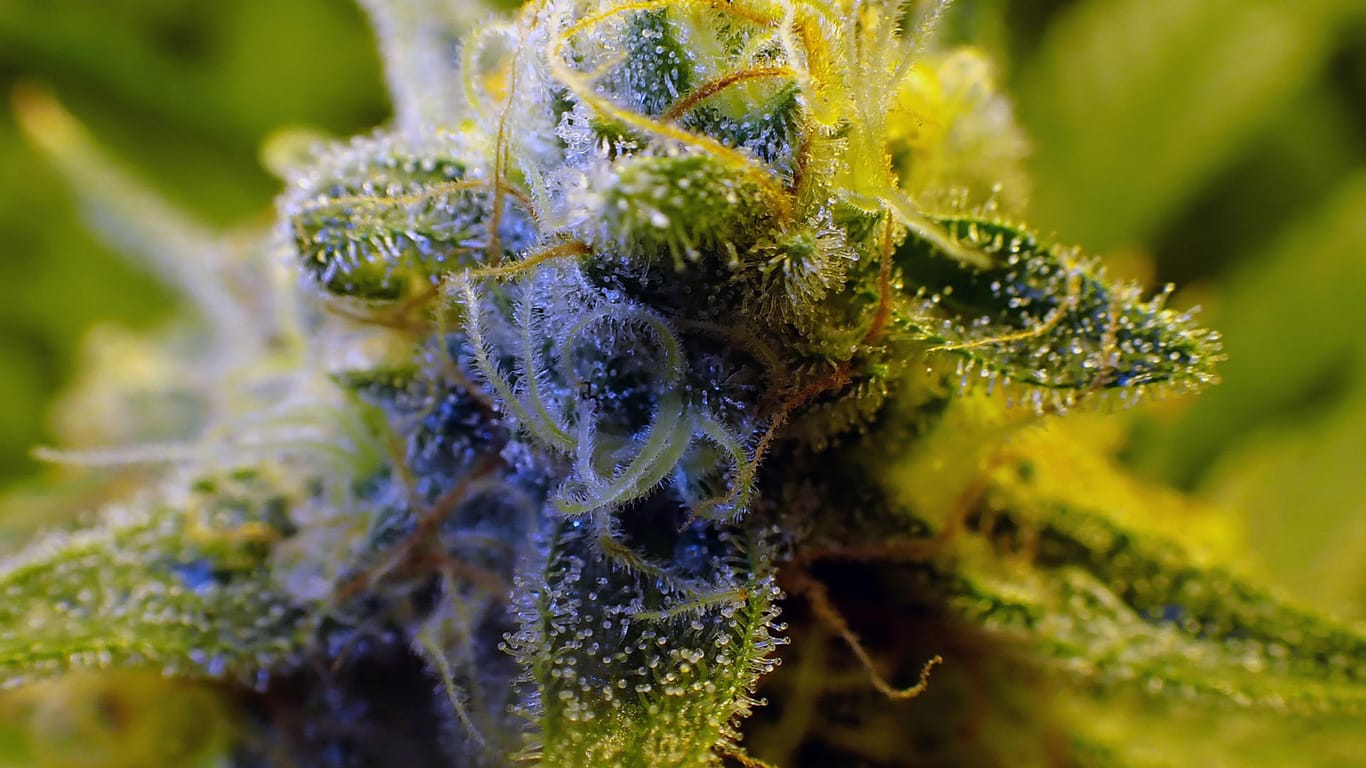 Cannabispflanze aus dem Forschungsanbau der Demecan.