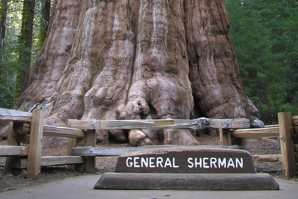 Der General Sherman Baum ist 2.300 Jahre alt (Archivbild). Er wird von einem Waldbrand bedroht.
