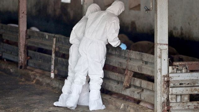 Tiermediziner in einem Schweinestall