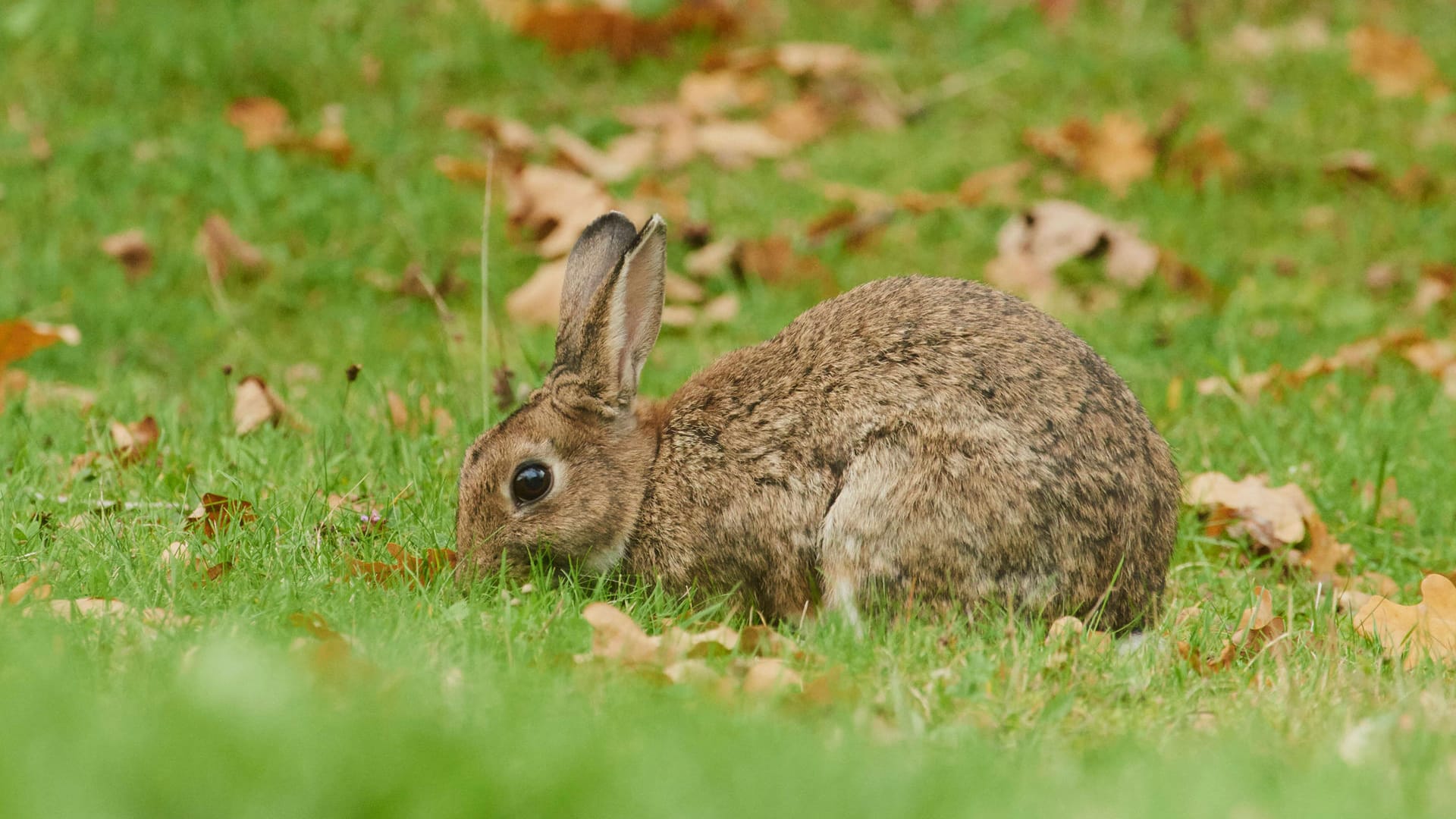 Ein Wildkaninchen auf einer Wiese (Symbolbild): Nicht nur die wilden Artgenossen können von der Erkrankung betroffen sein – auch für die eigenen Haustiere besteht Gefahr. Ein Wildkaninchen auf einer Wiese (Symbolbild): Nicht nur die wilden Artgenossen können von der Erkrankung betroffen sein – auch für die eigenen Haustiere besteht Gefahr.