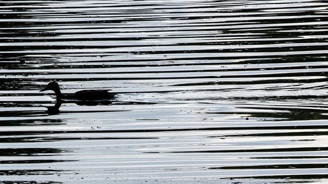 Ente schwimmt in einem Teich