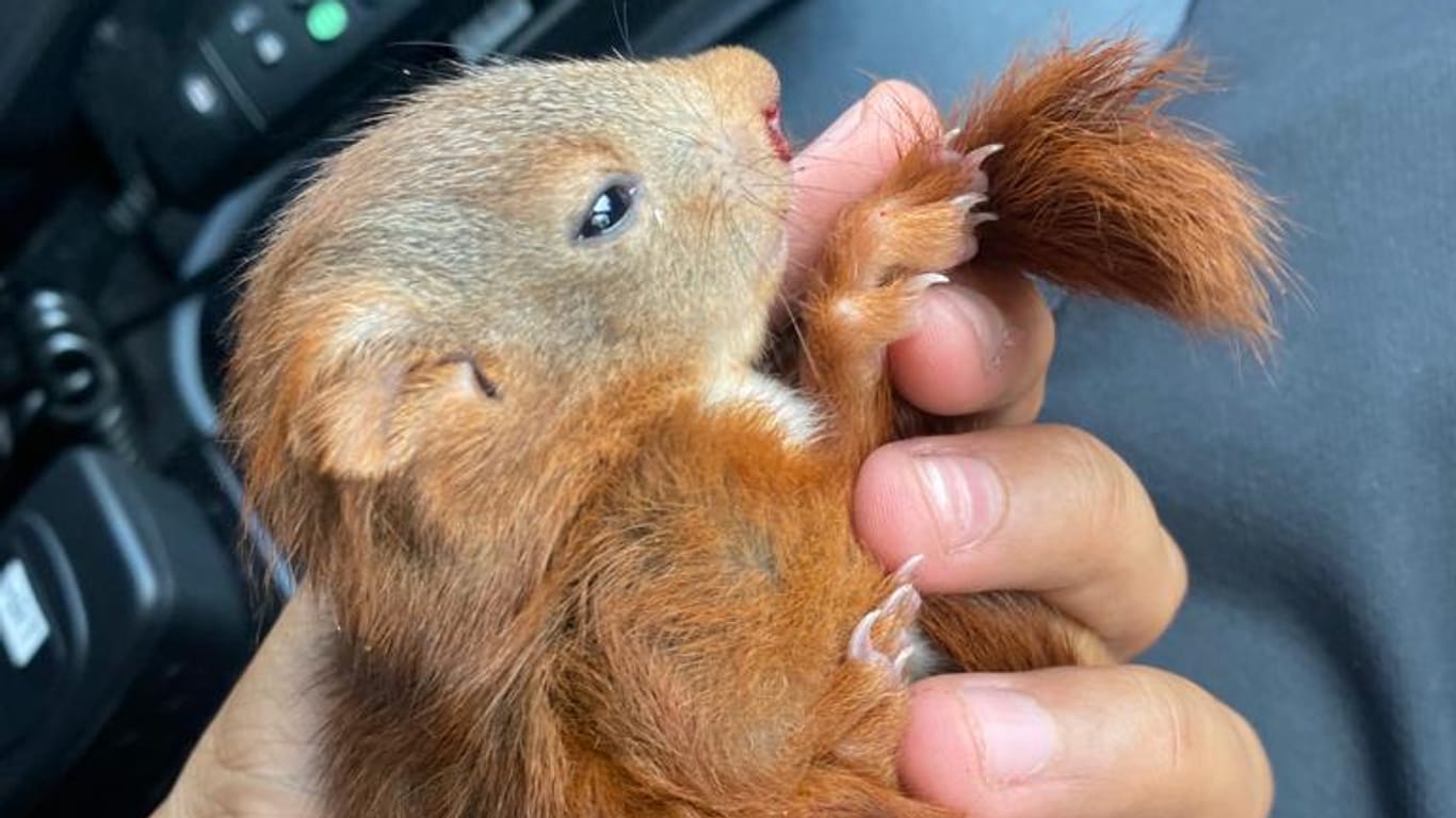 Das verwundete Eichhörnchen in der Hand eines seiner Retter: Augenscheinlich war das Tier aus einem Baum gefallen und hatte Nasenbluten.