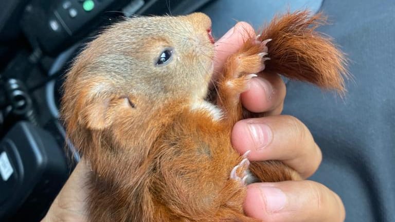 Das verwundete Eichhörnchen in der Hand eines seiner Retter: Augenscheinlich war das Tier aus einem Baum gefallen und hatte Nasenbluten.