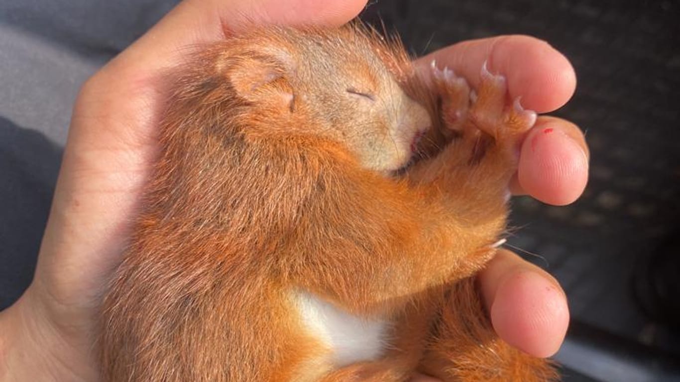 Das Eichhörnchen kugelt sich in der Hand eines der Beamten zusammen: Er hatte es gemeinsam mit seinem Kollegen auf dem Boden gefunden.