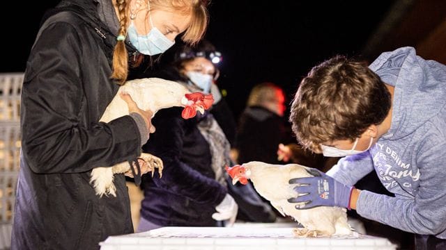 Verein "Rettet das Huhn" übernimmt Legehennen