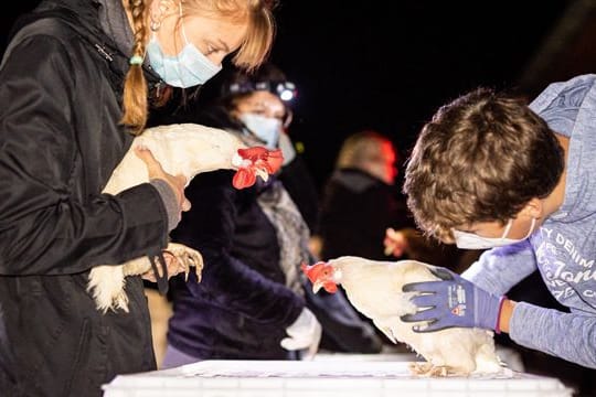 Verein "Rettet das Huhn" übernimmt Legehennen