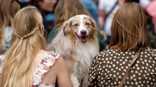 Für vierbeinige Internet-Stars gibt es den German Petfluencer Award.