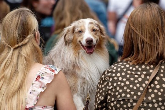 Für vierbeinige Internet-Stars gibt es den German Petfluencer Award.