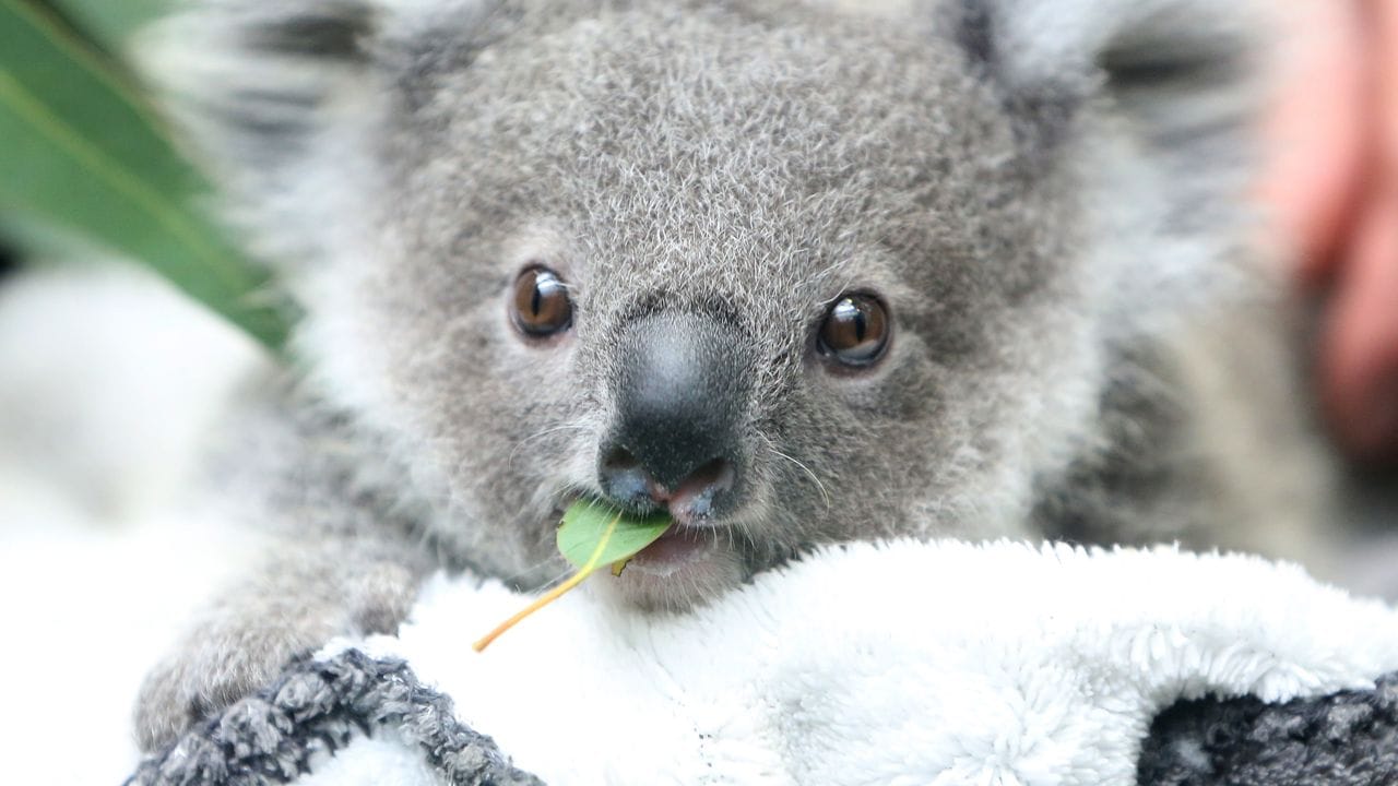 Ein Koala-Baby kaut an einem Eukalyptusblatt.