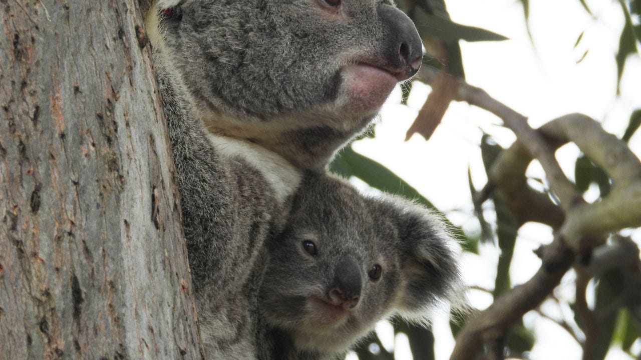 Die Zahl der Koalas ist allein in den vergangenen drei Jahren um 30 Prozent geschrumpft.