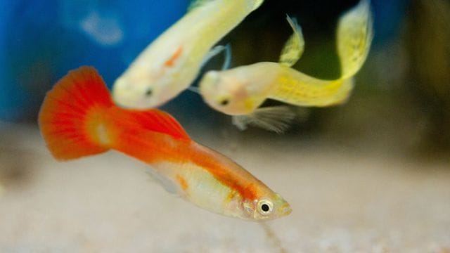 Auch bestimmte Guppy-Arten dürfen im Sommer raus in den Teich - sie sollten aber rechtzeitig zurück ins Aquarium, wenn das Teichwasser zu kalt wird.