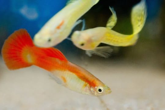 Auch bestimmte Guppy-Arten dürfen im Sommer raus in den Teich - sie sollten aber rechtzeitig zurück ins Aquarium, wenn das Teichwasser zu kalt wird.