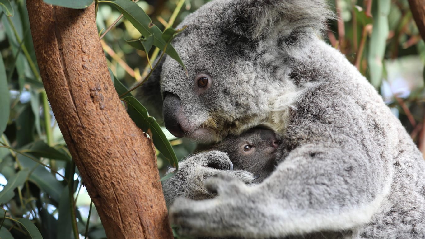 Eine Koala-Mutter umarmt ihren Nachwuchs (Symbolbild): Da der Bestand der Beutelsäuger in ganz Australien stark zurückgeht, betreiben viele Zoos Zuchtprogramme, um ein Aussterben der Art zu verhindern.