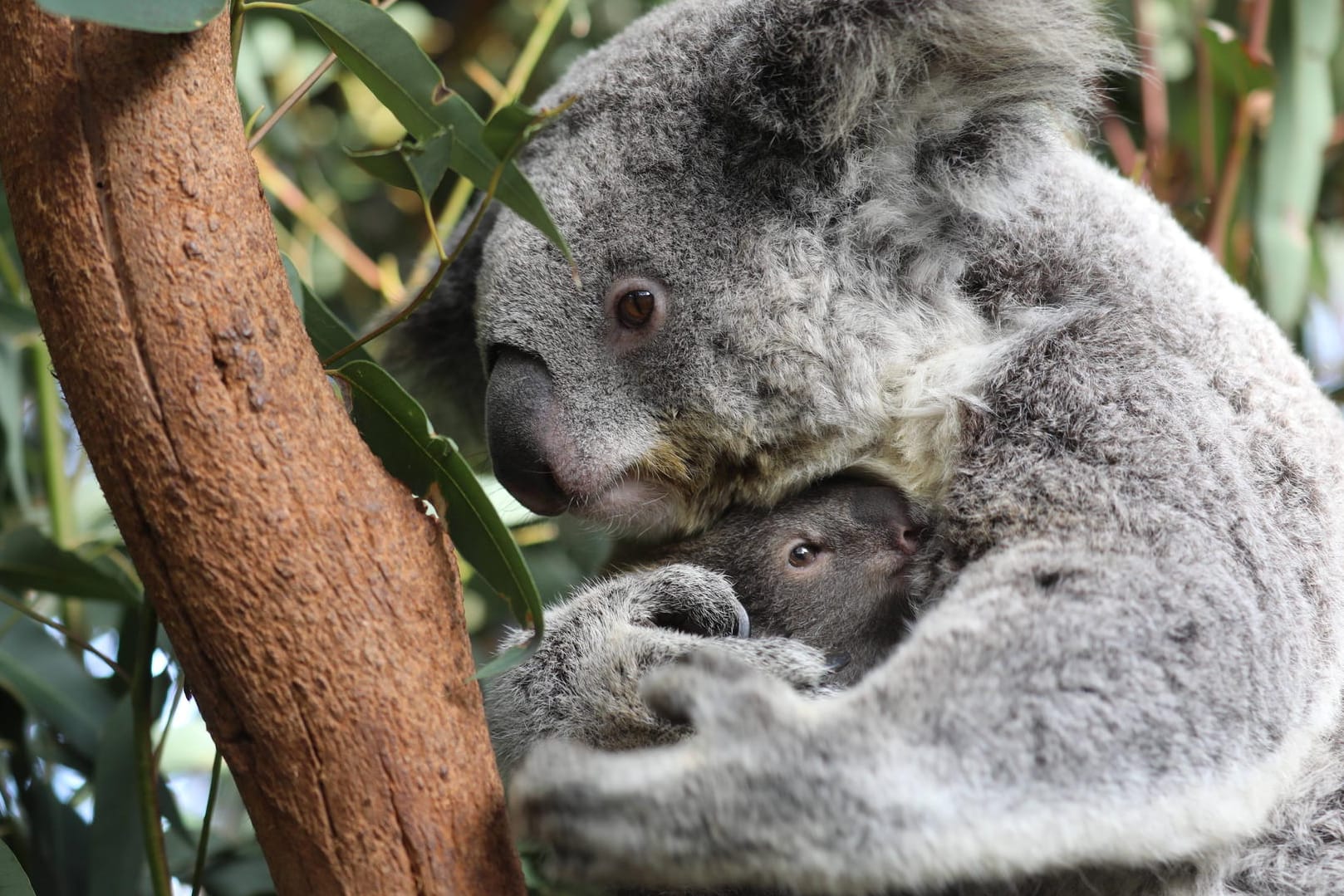 Eine Koala-Mutter umarmt ihren Nachwuchs (Symbolbild): Da der Bestand der Beutelsäuger in ganz Australien stark zurückgeht, betreiben viele Zoos Zuchtprogramme, um ein Aussterben der Art zu verhindern.