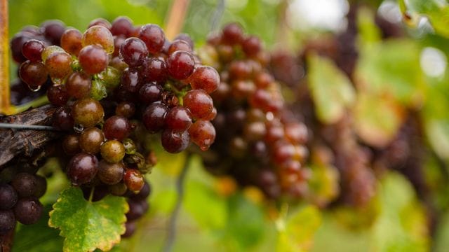 Die in Vergessenheit geratene Rebsorte "Blauer Silvaner" wird von der Organisation Slow Food in die "Arche des Geschmacks" aufgenommen.