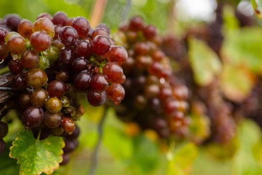 Die in Vergessenheit geratene Rebsorte "Blauer Silvaner" wird von der Organisation Slow Food in die "Arche des Geschmacks" aufgenommen.